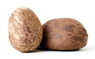 Tagua-Steinnüsse, 2 Stück große Nüsse