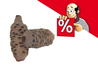 Banksia Zapfen, diverse Größen